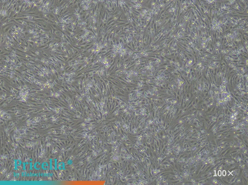 Rat Brain Microvascular Endothelial Cells Isolation and Culture Kit - small - 4