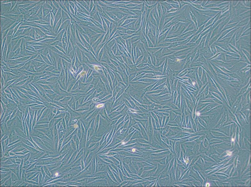 NCI-H1563 Cell Complete Medium - 2