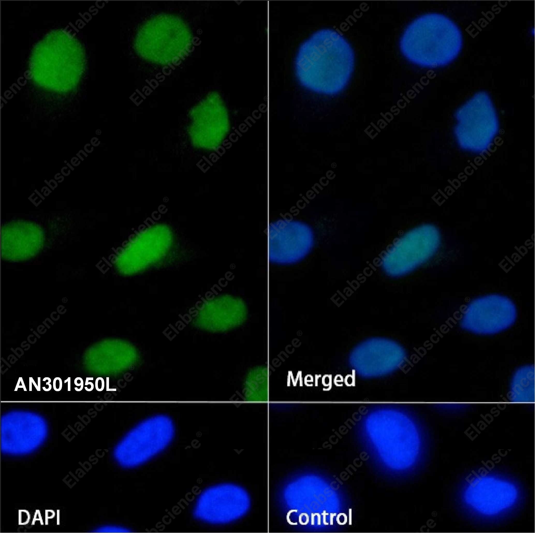 Recombinant NFIB Monoclonal Antibody - 2
