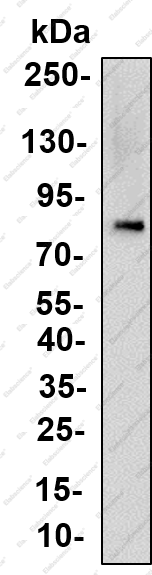 Recombinant P2RX7 Monoclonal Antibody - 1