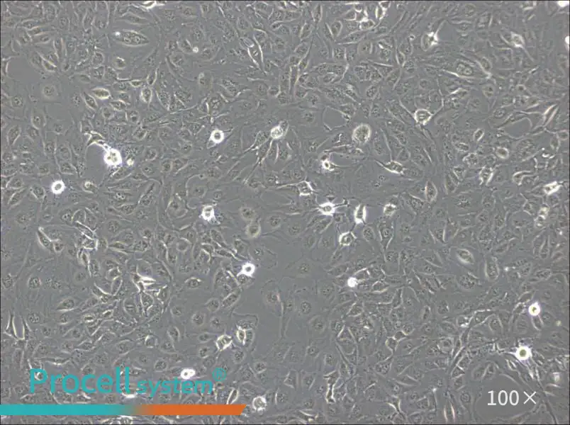 Marcus Cell Complete Medium - 1