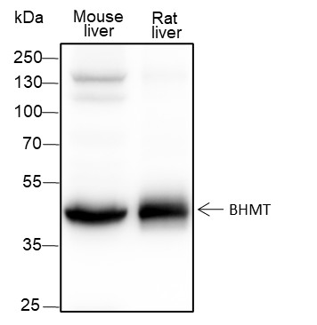 Recombinant BHMT Monoclonal Antibody-searchlist-1