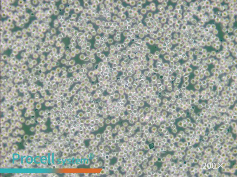 HAL-01 Cell Complete Medium - 6