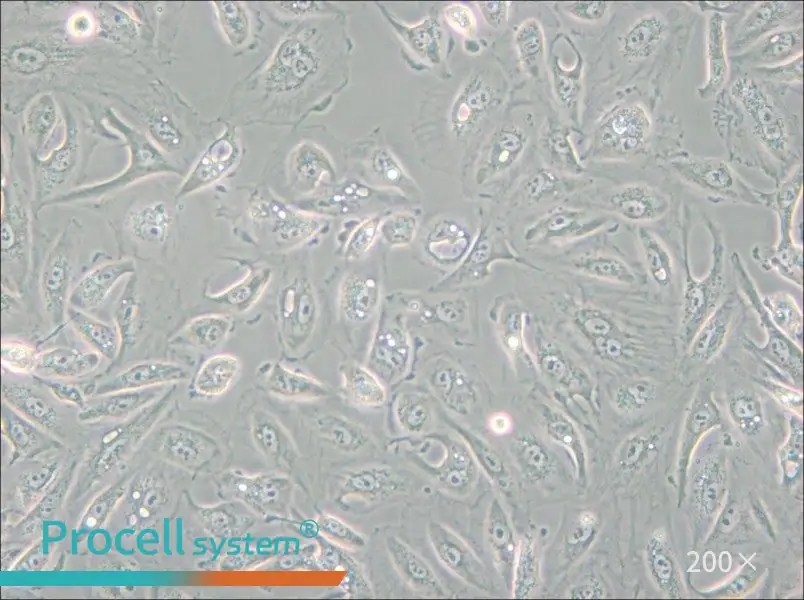 Caki-1 Cell Complete Medium - small - 5