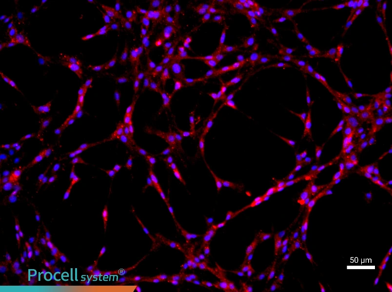 Rat Aortic Endothelial Cell Complete Medium - 1