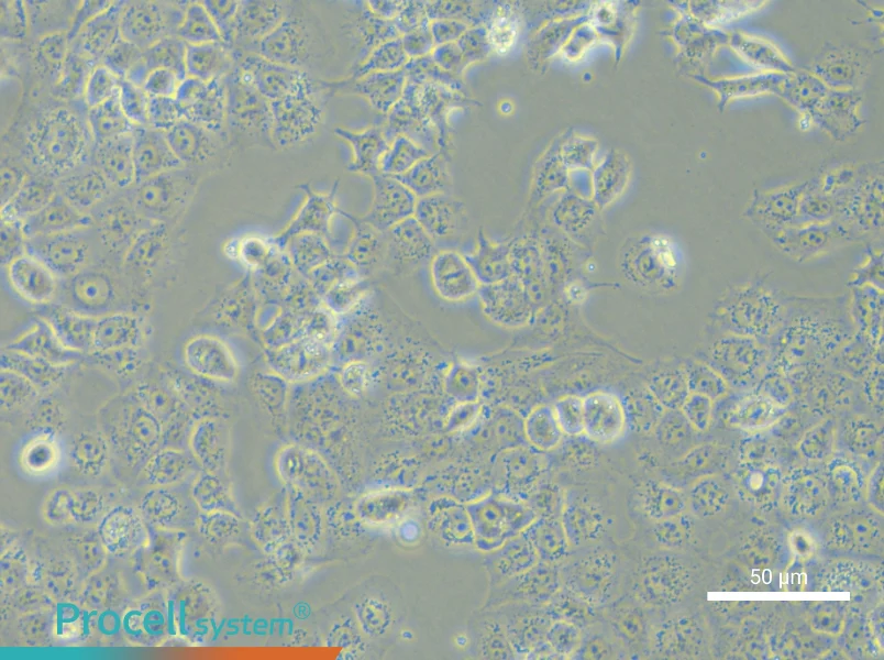 JAR Cell Complete Medium - 5
