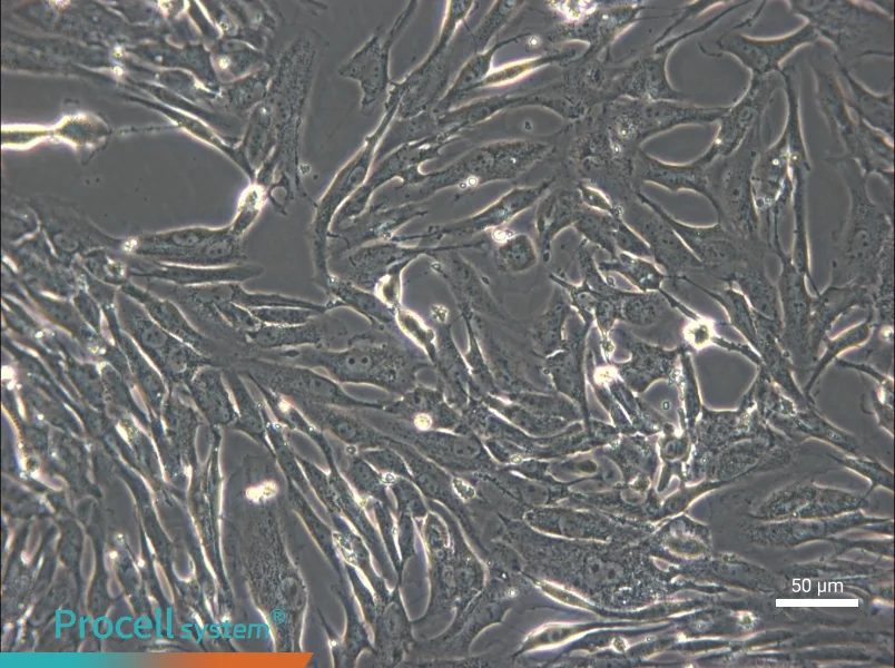 FRhK-4 Cell Complete Medium - small - 6