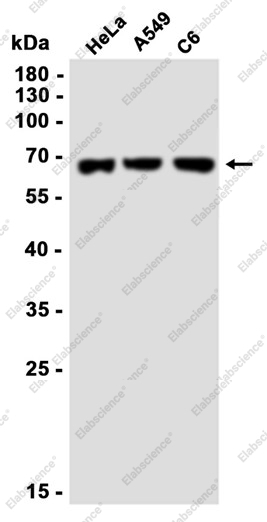 Recombinant Syntaxin Binding Protein 1 Monoclonal Antibody - 2