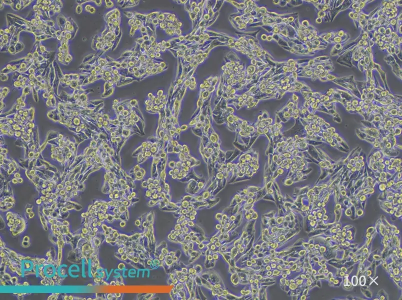 MLTC-1 Cell Complete Medium - 1