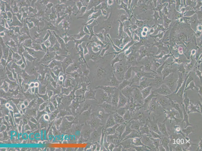 B16-F10-GFP Cell Complete MediumB16-F10-GFP Cell Complete Medium - 3