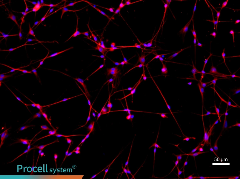 Mouse Dorsal Root Ganglion Neuron Complete Medium - 2