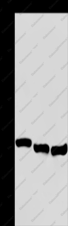 GAB2 Polyclonal Antibody - 1