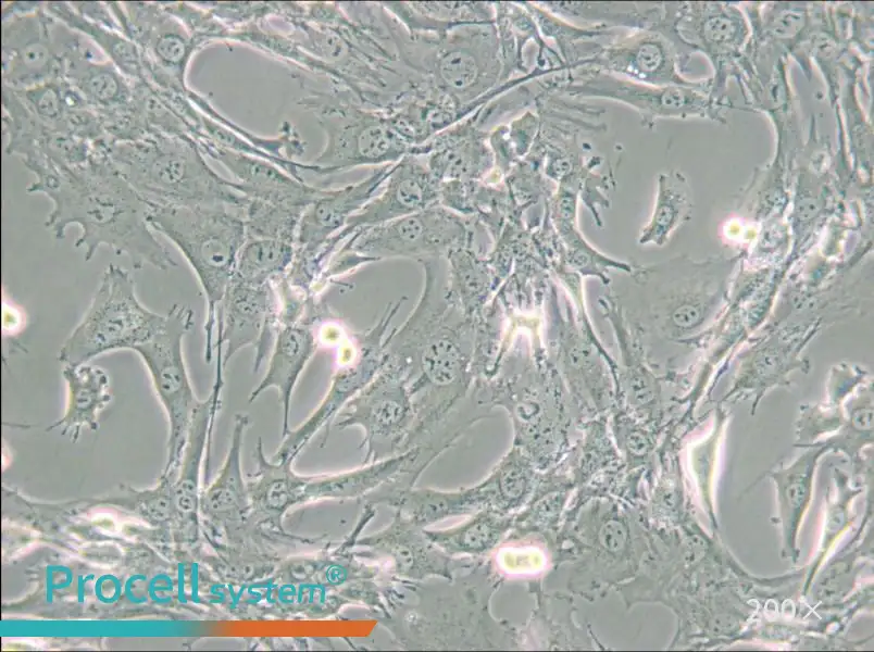 TtT/GF Cell Complete Medium - small - 5