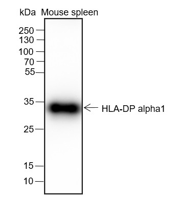 Recombinant HLA-DPA1 Monoclonal Antibody-searchlist-1