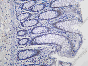 Recombinant OCT1 Monoclonal Antibody - 1