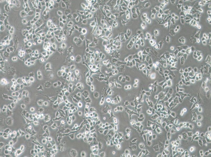 DMS 114 Cell Complete Medium-searchlist-1