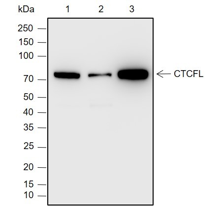 Recombinant CTCFL Monoclonal Antibody-searchlist-1