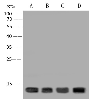 HIGD1A Polyclonal Antibody - small - 4