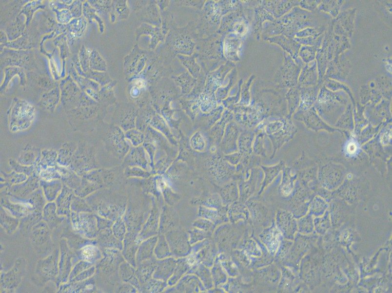 Hep 3B2.1-7 Cell Complete Medium - 5