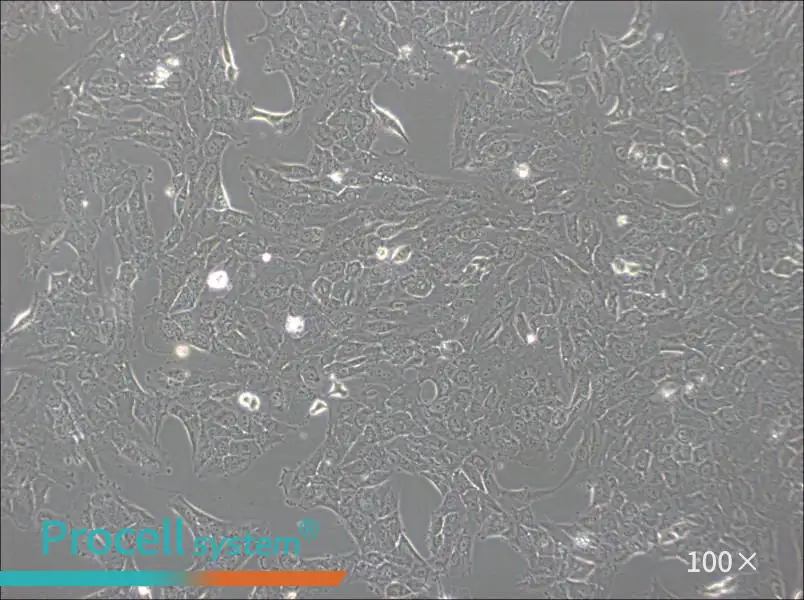 NCI-H1792 Cell Complete MediumNCI-H1792 Cell Complete Medium - 3