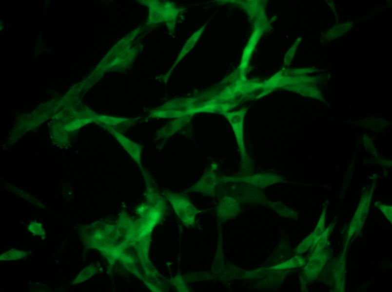 U-87 MG-GFP Cell Complete Medium - small - 4