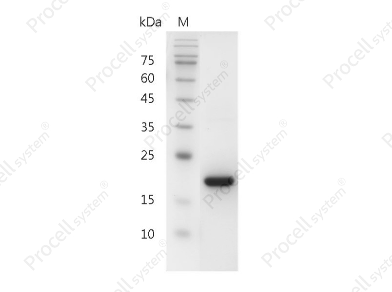 SCF/c-Kit/KIT ligand, Human, Recombinant