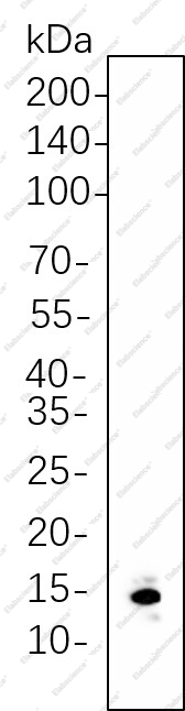 Recombinant Histone H3 (Di Methyl Lys9) Monoclonal Antibody - 1