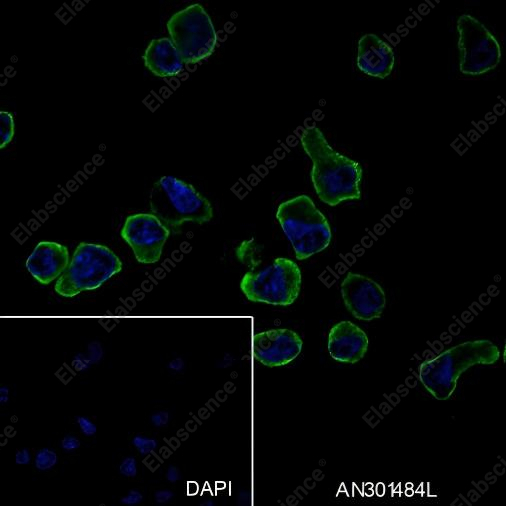 Recombinant CD62L Monoclonal Antibody - 2