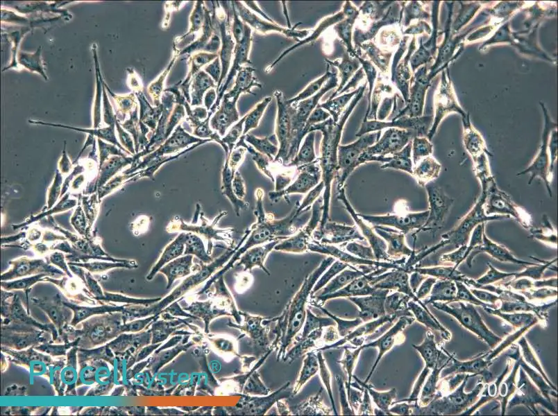 SK-MEL-2 Cell Complete Medium - small - 6