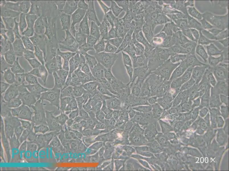 C127 [C-127] Cell Complete Medium - small - 4