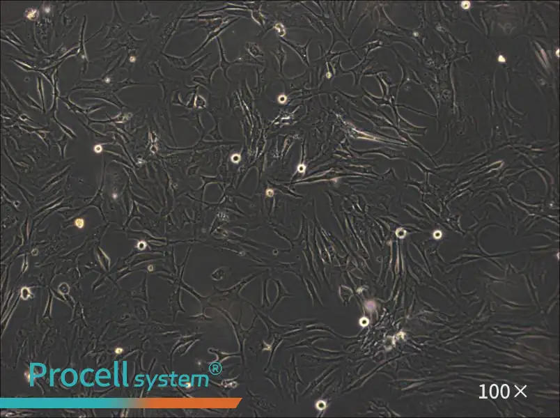 HS-27A Cell Complete Medium - 1