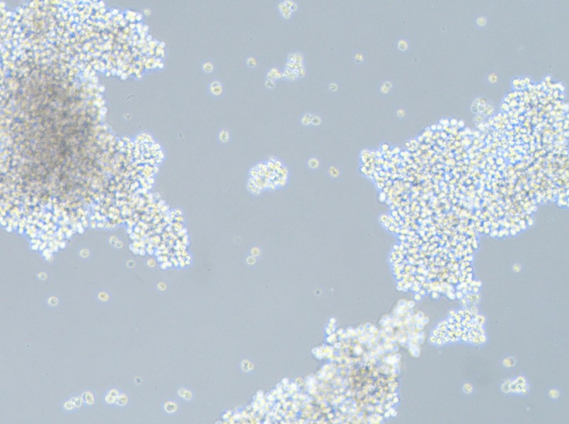 SHP-77 Cell Complete Medium - 3