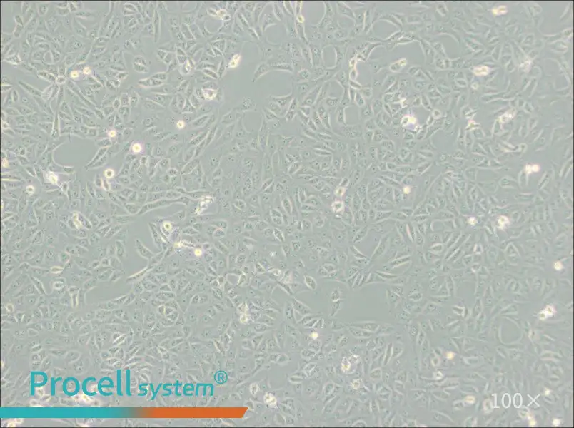 MA-104 [MA104] Cell Complete Medium - 2