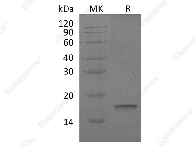 Recombinant Human Interleukin-18/IL-18 Protein - 1