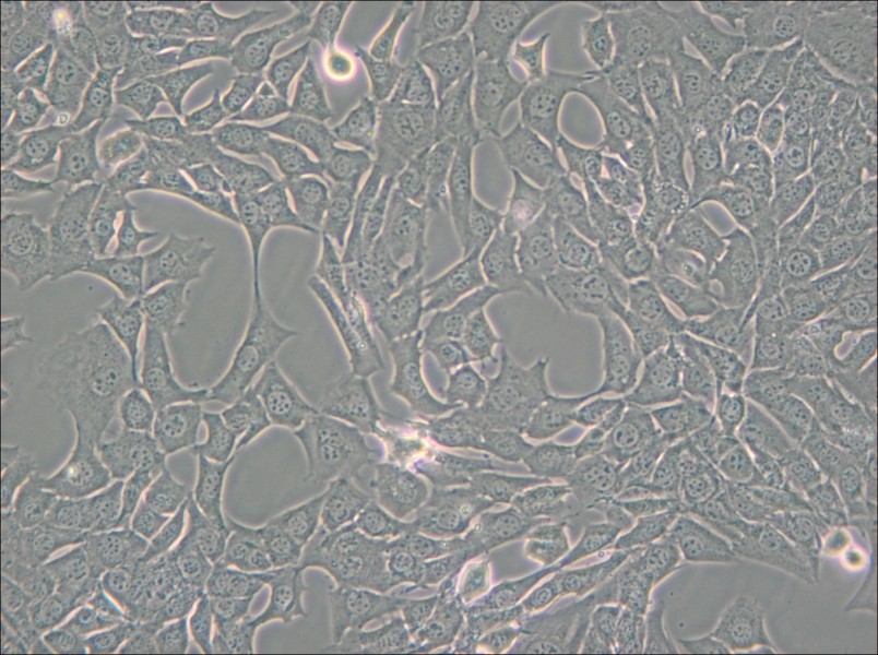 C127 [C-127] Cell Complete Medium - 6