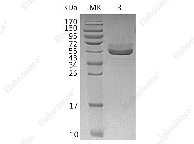 Recombinant Human TIGIT Protein (Fc Tag) - 1