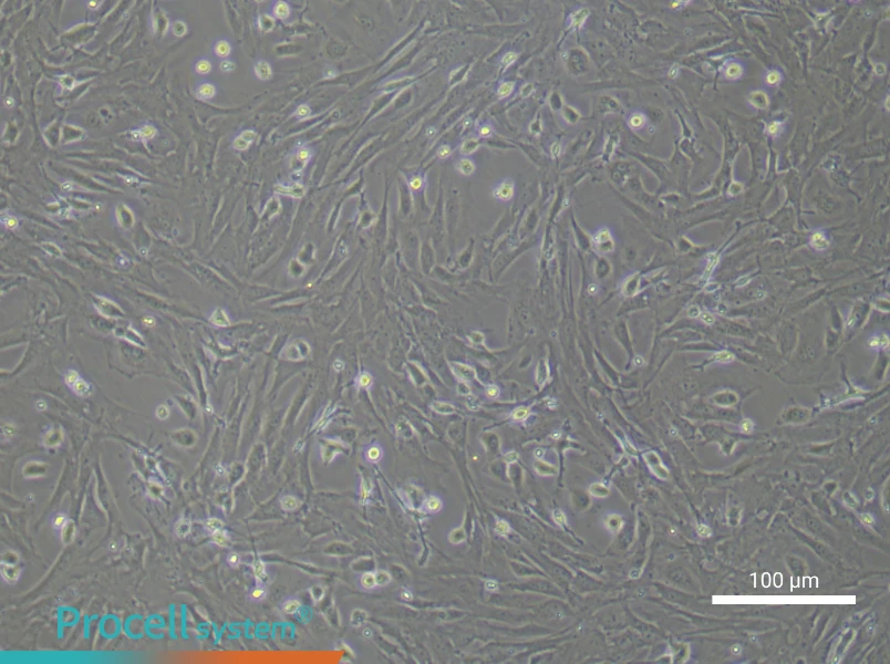Mouse Intestinal Fibroblast Complete MediumMouse Intestinal Fibroblast Complete Medium - 1