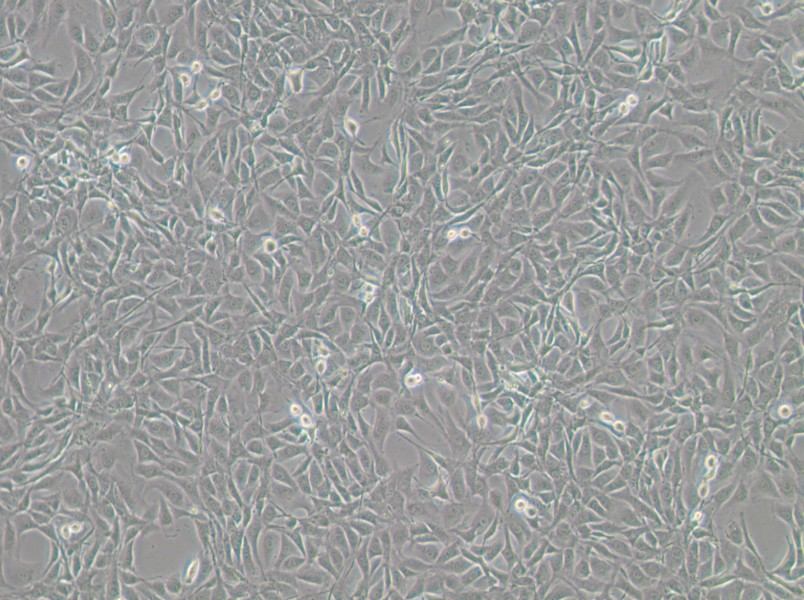 NIH/3T3-GFP Cell Complete Medium - small - 4