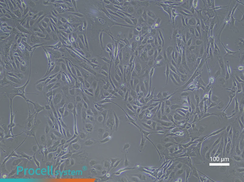 Rabbit Aortic Endothelial Cell Complete Medium - 2