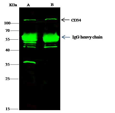 Recombinant CD34 Monoclonal Antibody - small - 4