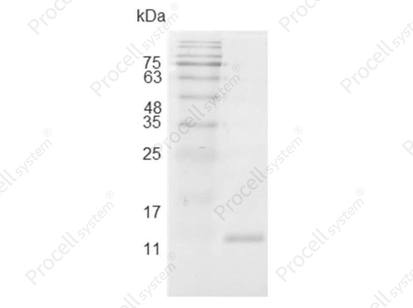 IL-4/IL4, Swine, Recombinant