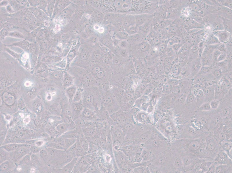 HT-1197 Cell Complete Medium - 4