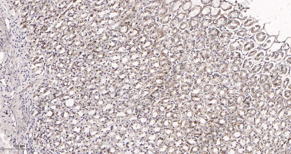 Recombinant Mucin 5AC Monoclonal Antibody - 3