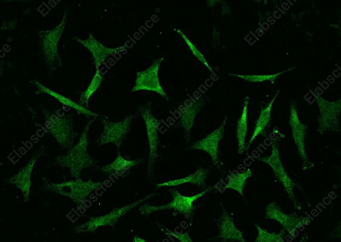 COMMD9 Monoclonal Antibody - 1