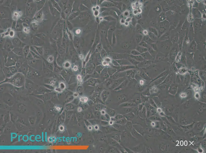 Panc 03.27 Cell Complete Medium - small - 4