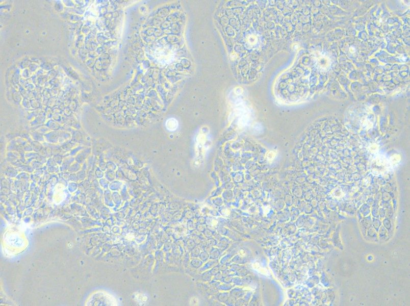 TE-14 Cell Complete Medium - small - 12