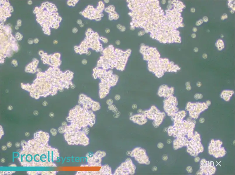 NCI-H524NCI-H524 - 2