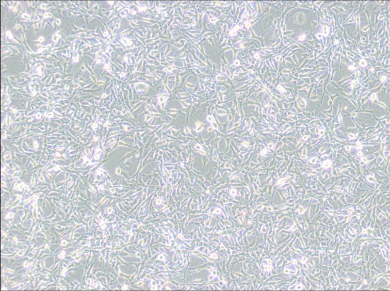 PIEC Cell Complete MediumPIEC Cell Complete Medium - 2