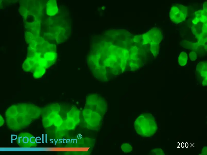 HT-29-GFP Cell Complete Medium - small - 4