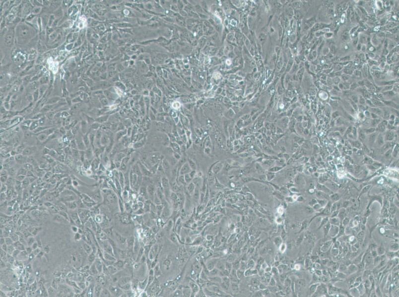 Panc 08.13 Cell Complete Medium - 2